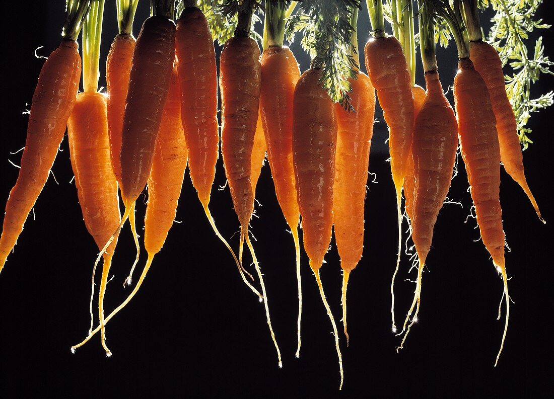Fresh Carrots Hanging