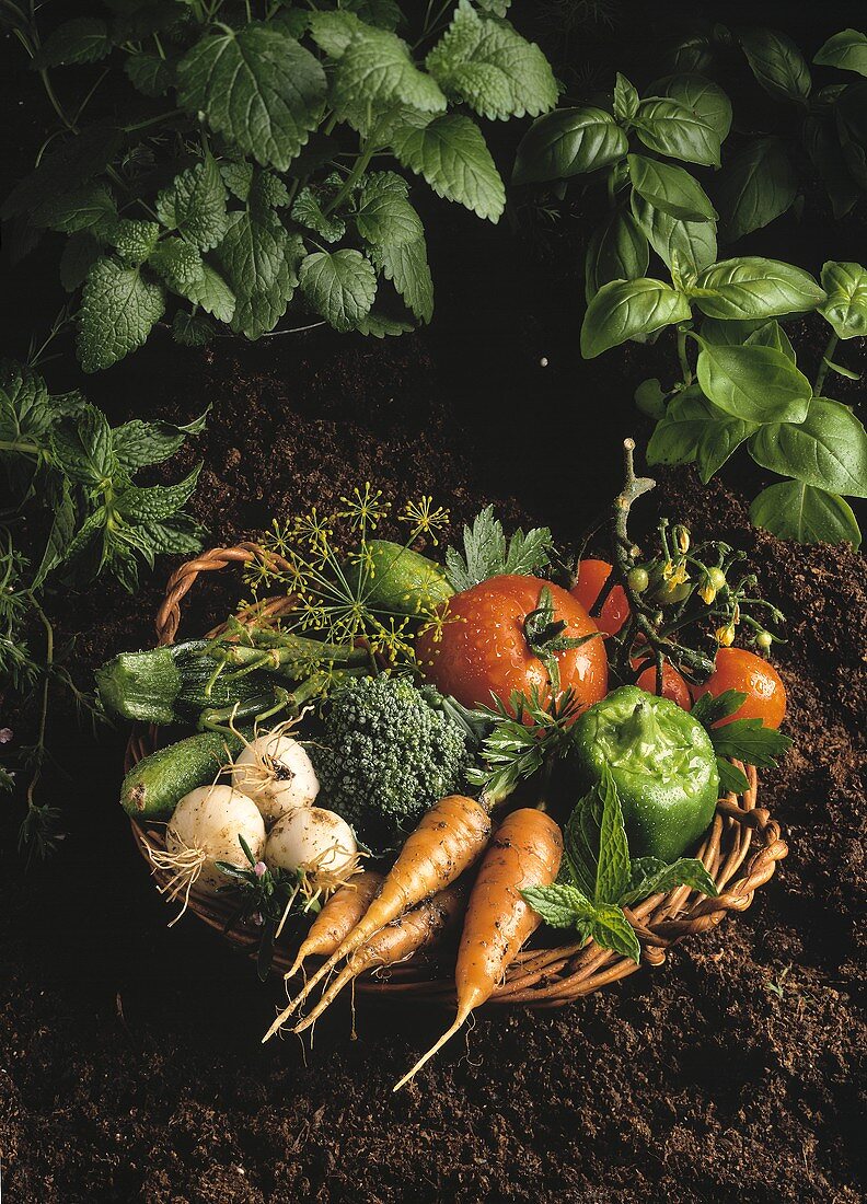 Basket with Freshly Picked Vegetables on the Ground