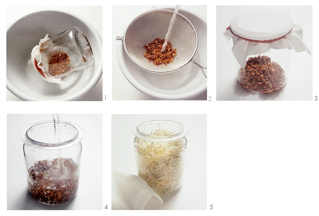 Sprouting seeds in preserving jar, preparation