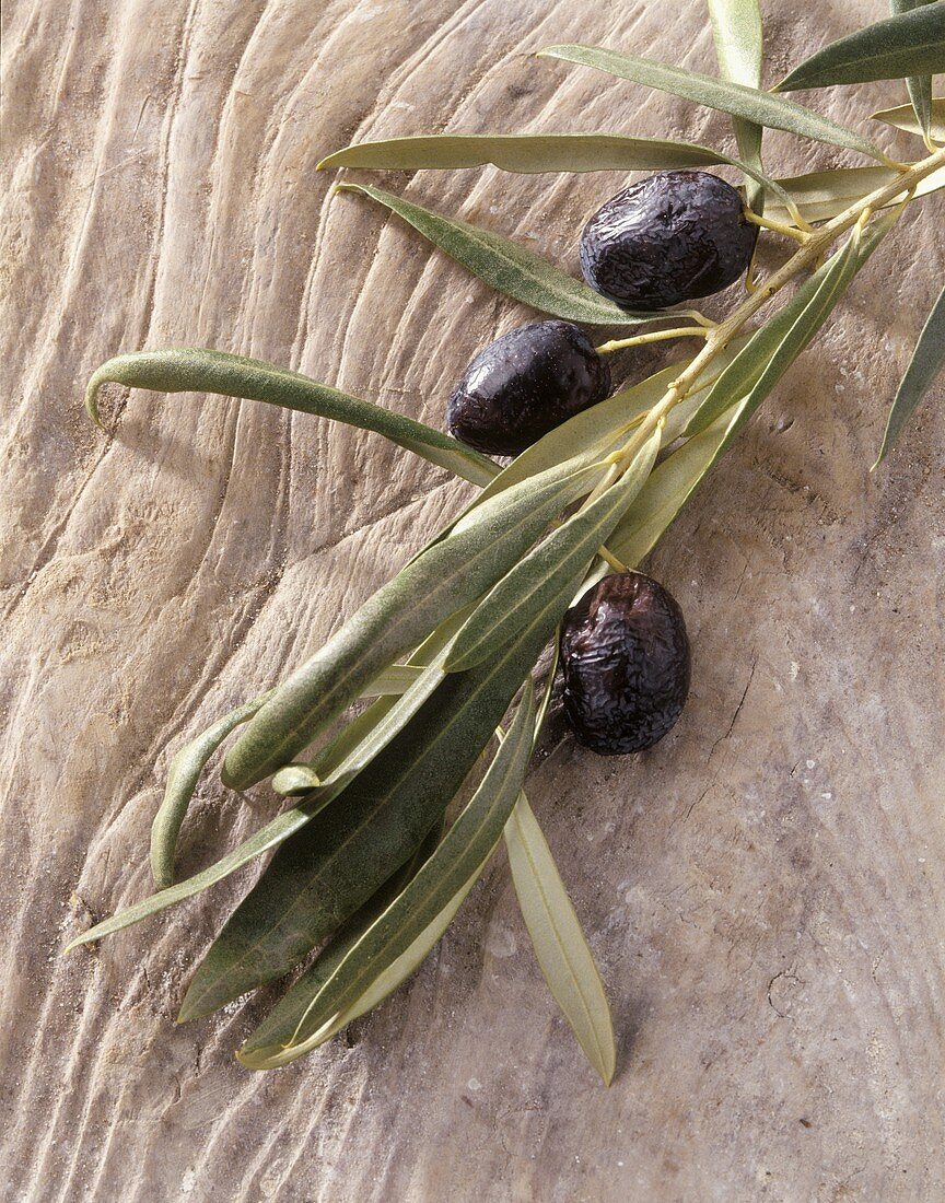 Black olives, Boube variety, on branch