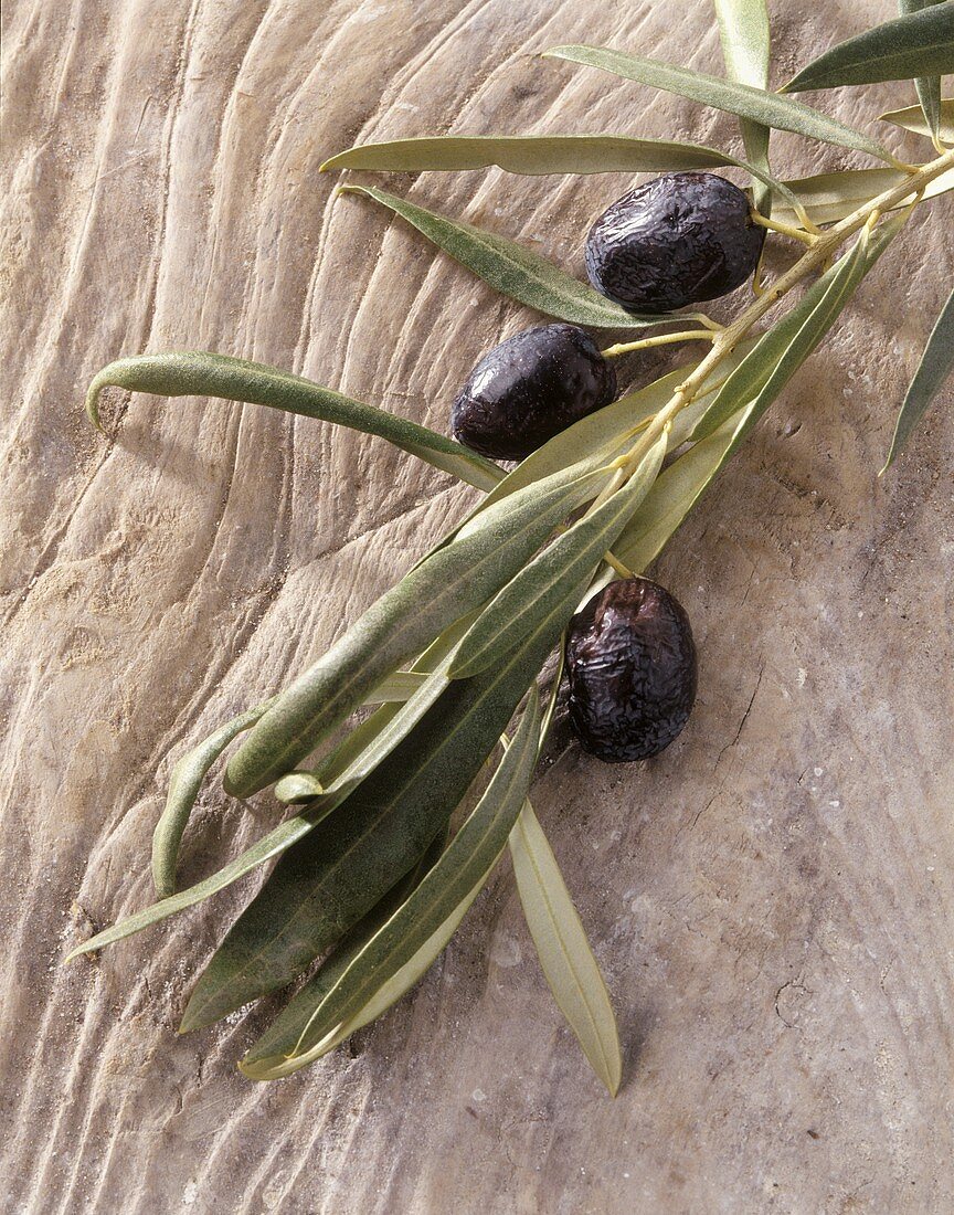 Schwarze Oliven der Sorte Boube am Zweig