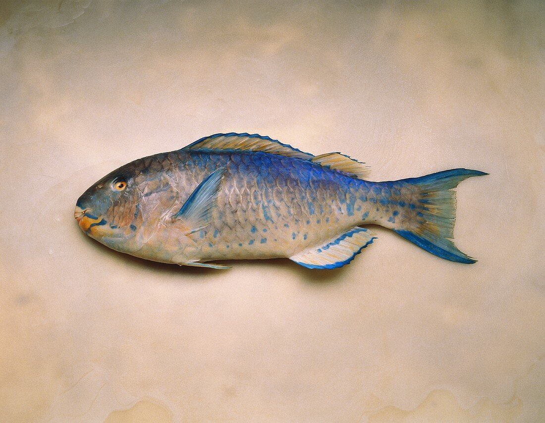 A parrot fish