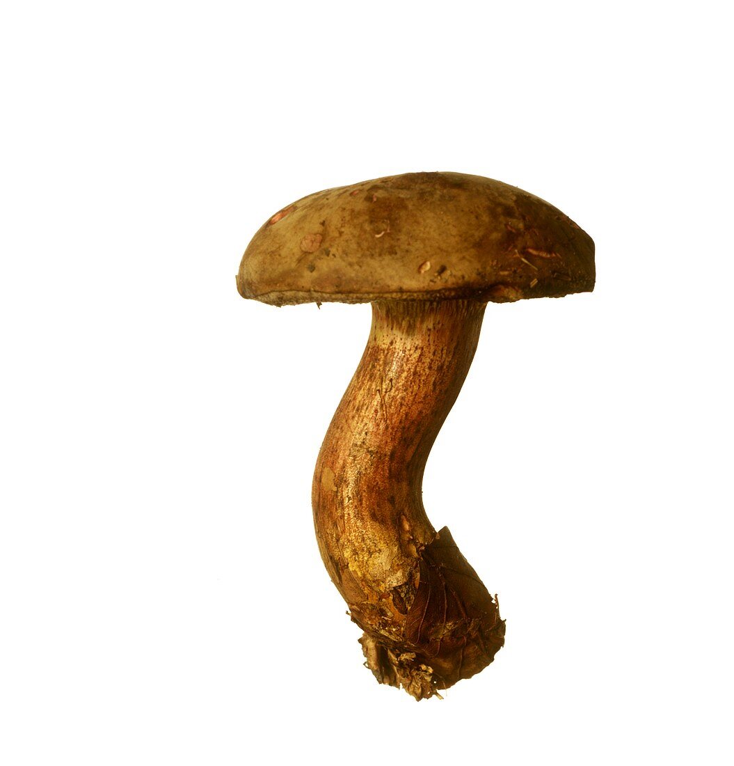 A red-cracked bolete (Xerocomus chrysenteron)