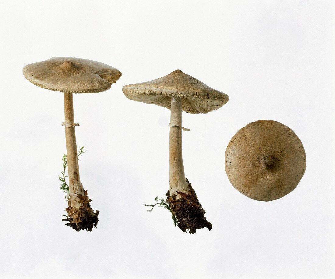 Parasol mushrooms (Macrolepiota mastoidea)