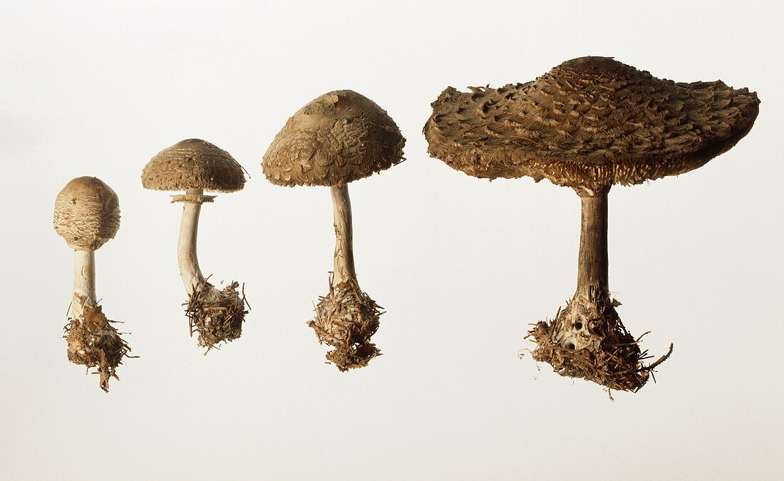 Four shaggy parasol mushrooms