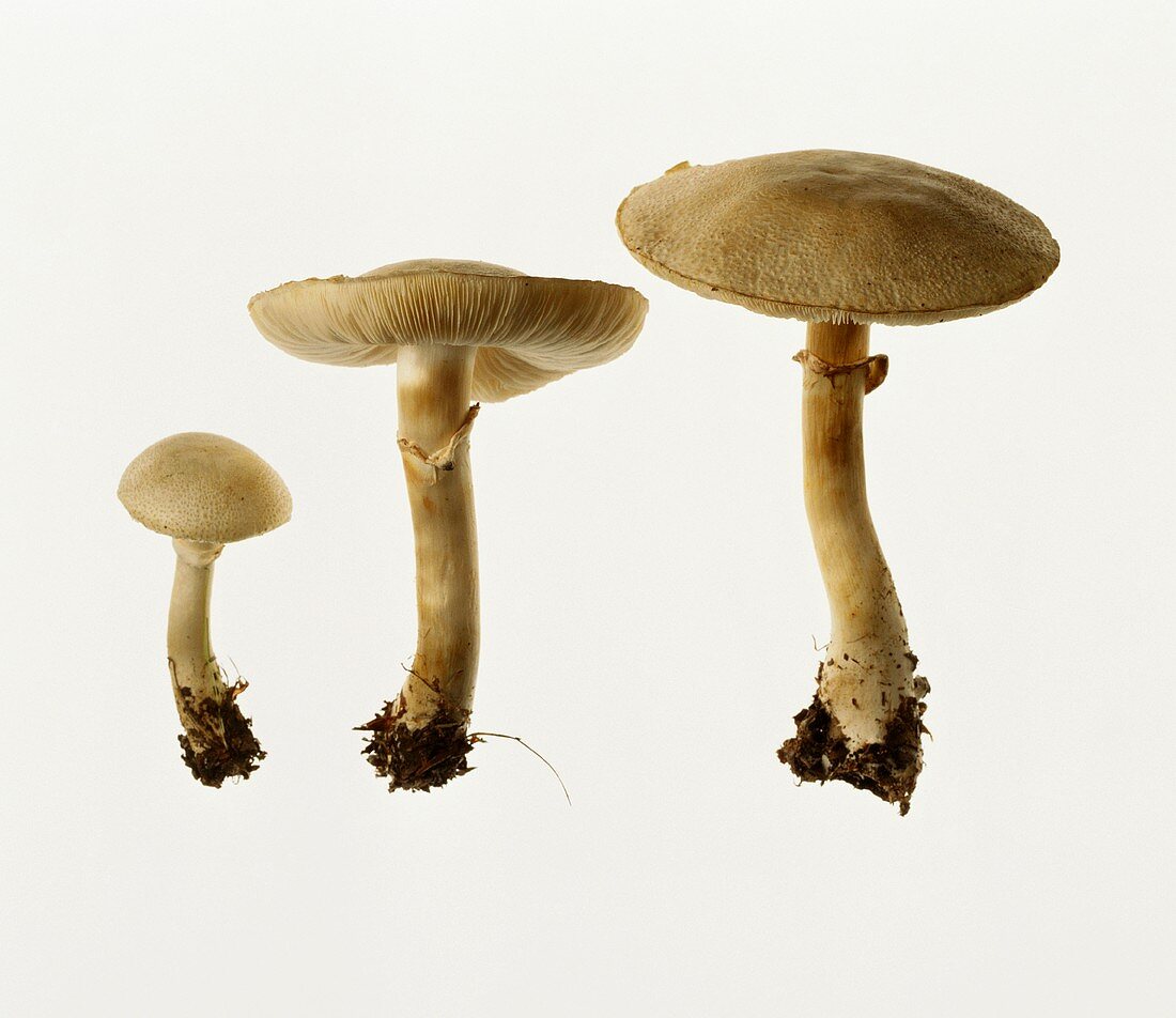 Three Leucoagaricus mushrooms