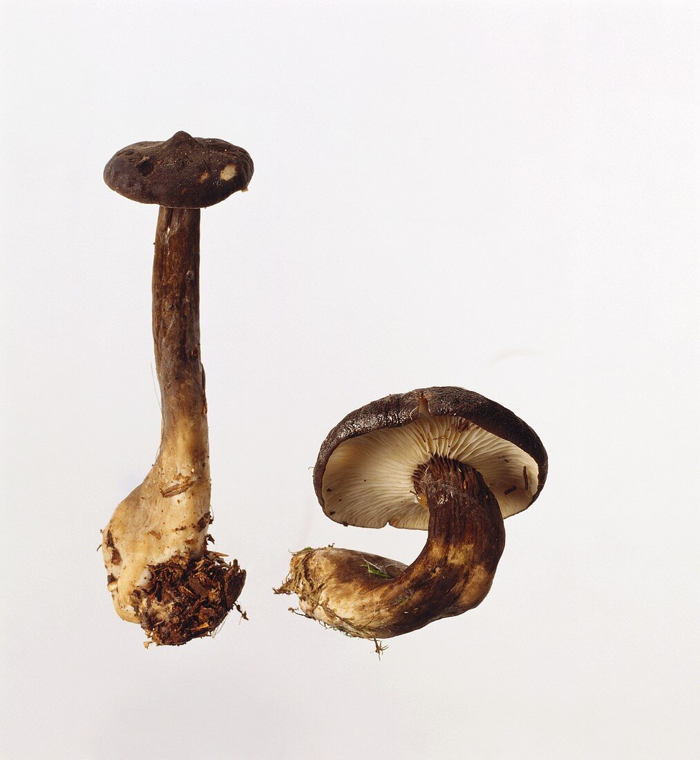 Mohrenkopf-Pilze (Lactarius lignyotus, Schwarzkopfmilchlinge)