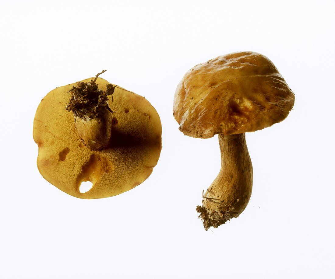 Larch boletus, from the side and from below