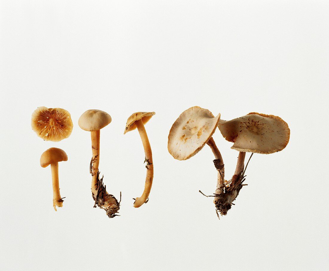 A few mushrooms (Collybia dryophila)