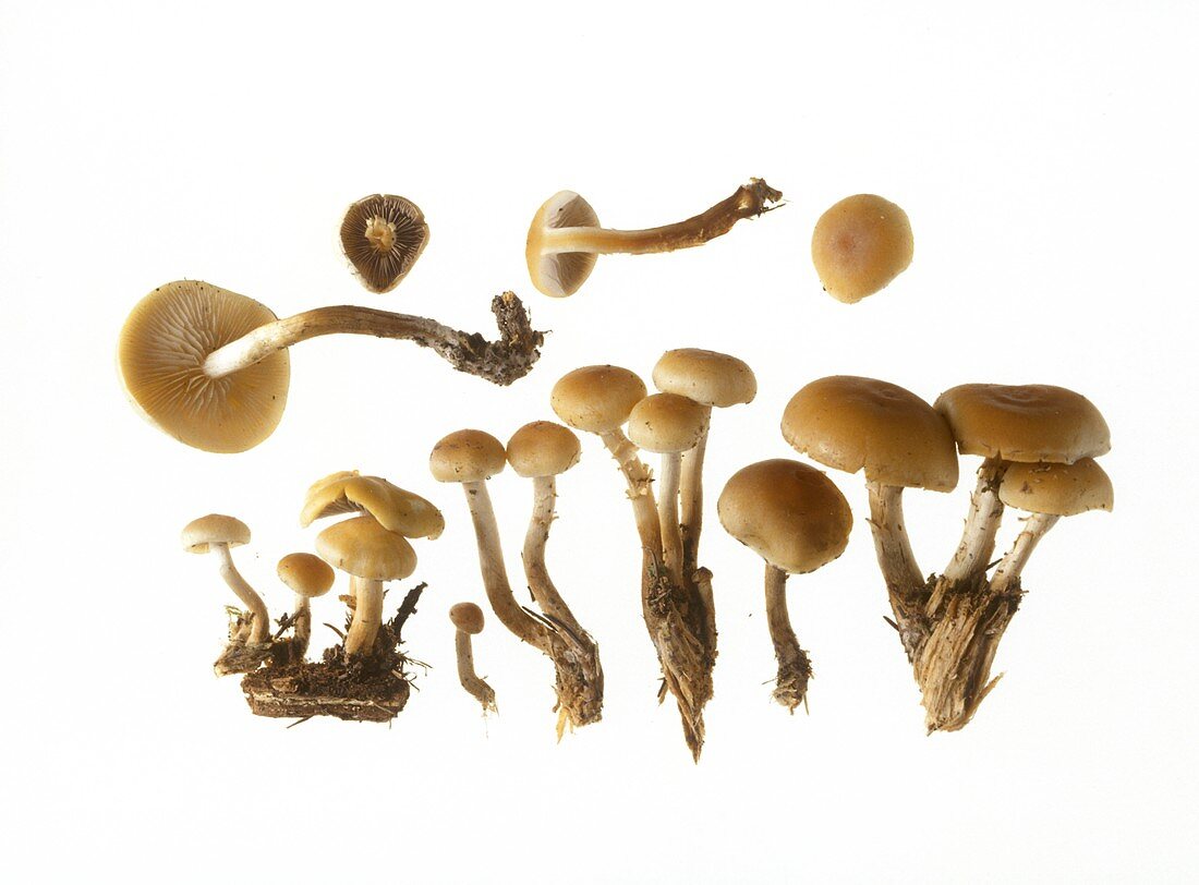 A few velvet foot mushrooms (winter mushroom)