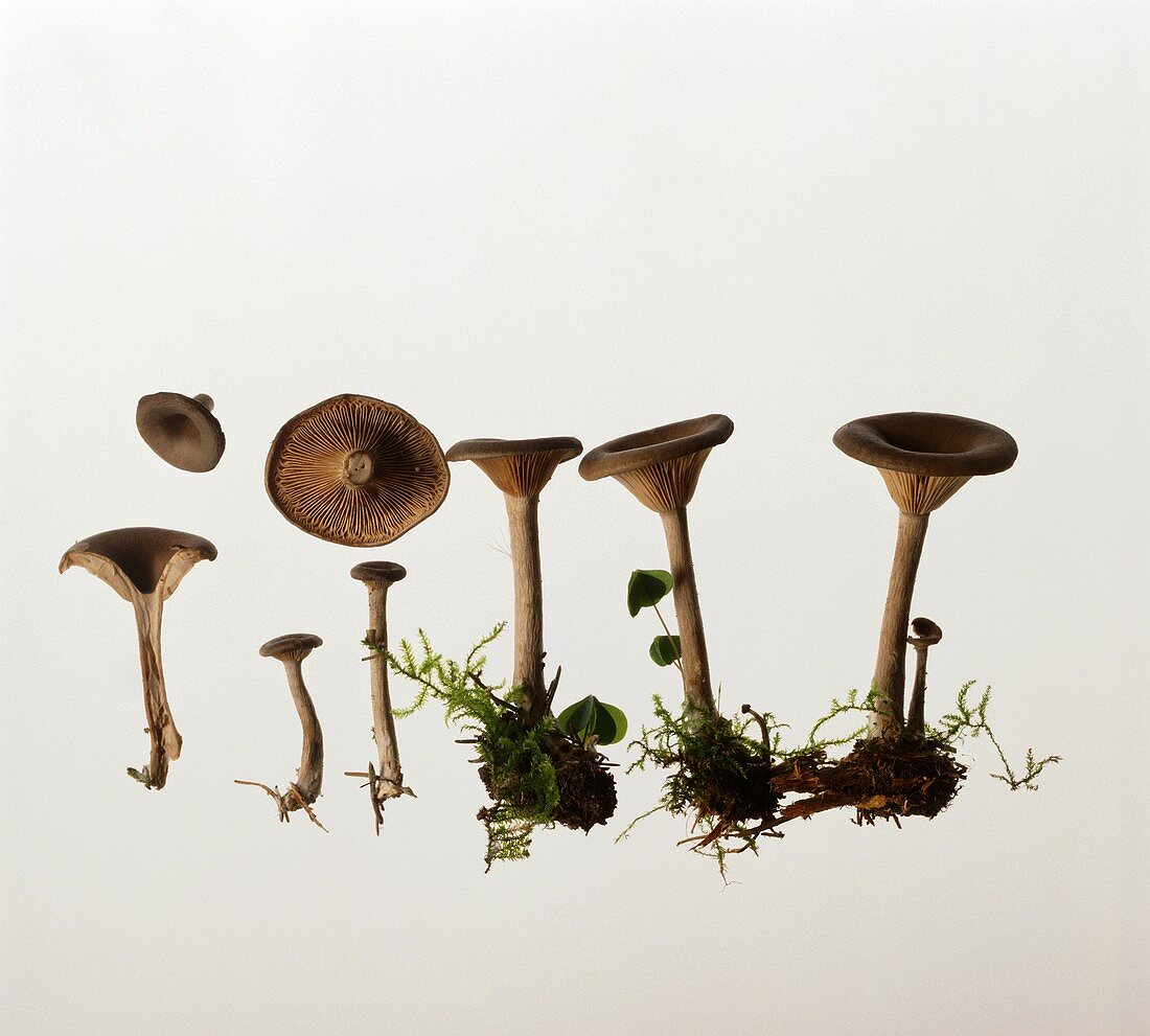 Mushrooms (Pseudoclitocybe cyathiformis)