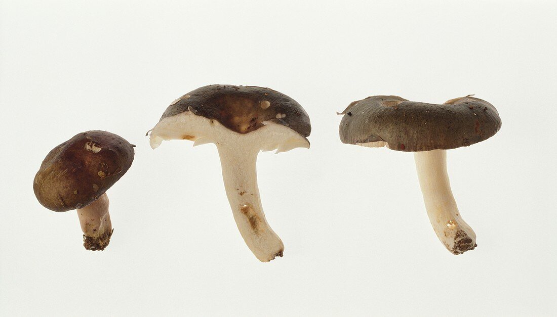 Whole and halved blue and yellow Russula