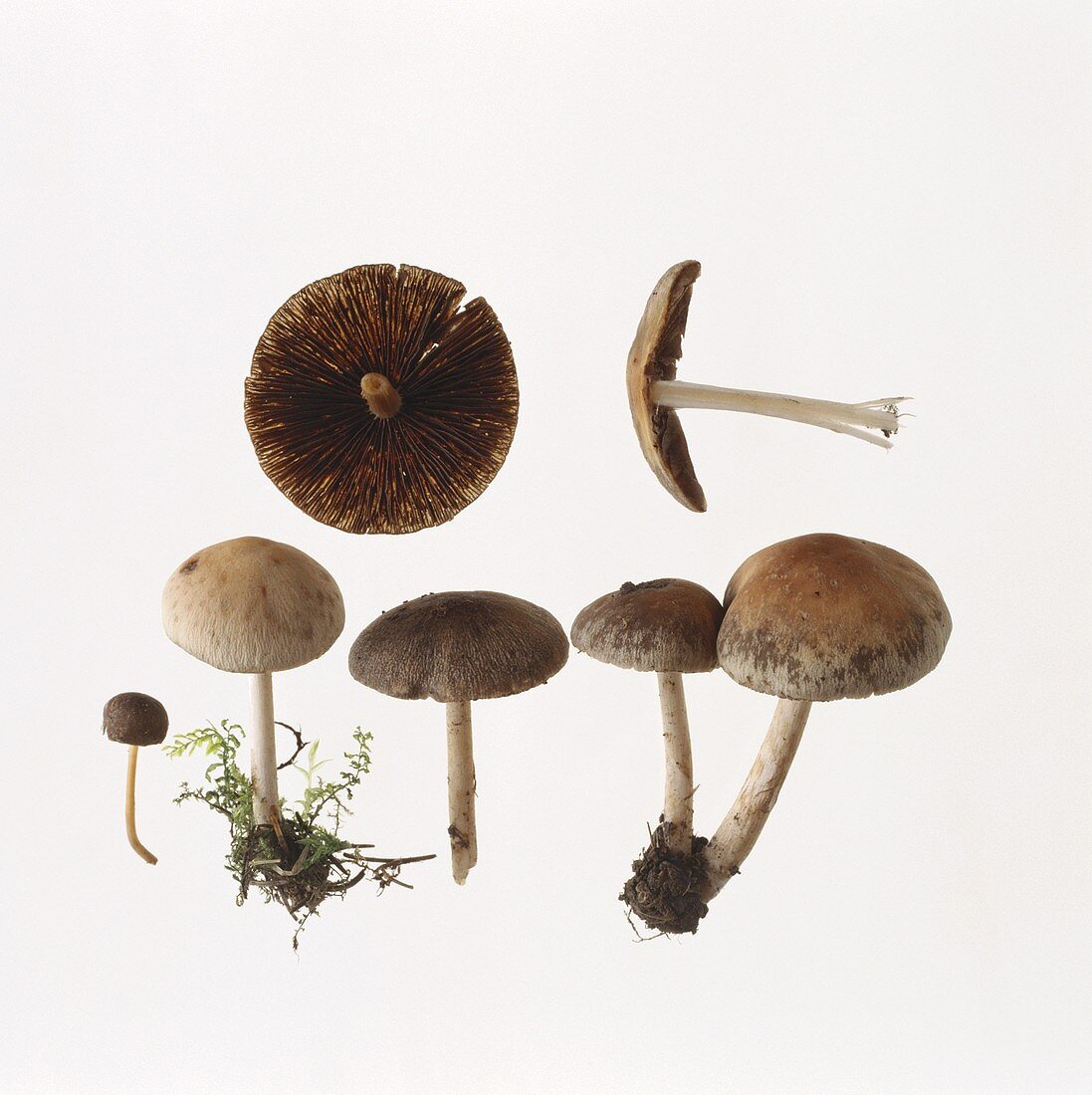 Early mushrooms (Psathyrella spadiceogrisea)