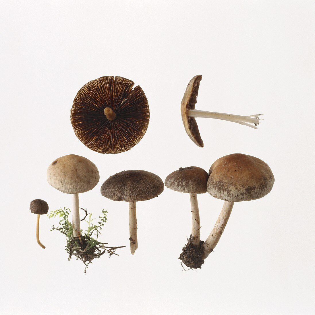 Frühe Mürblinge (Psathyrella spadiceogrisea)