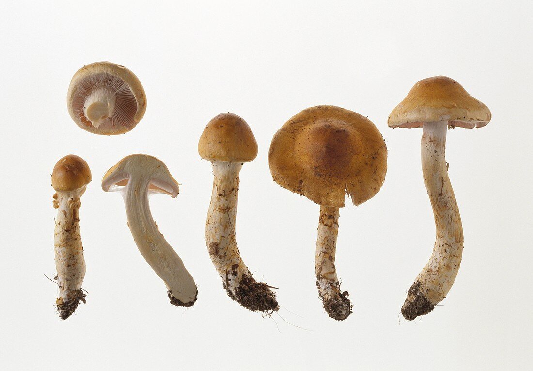 A few mushrooms (Cortinarius triumphans)