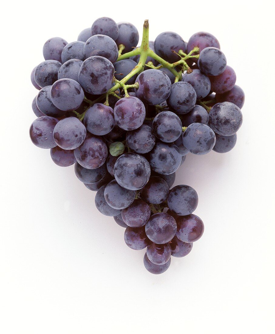 Table grapes: Meraner Kurtraube