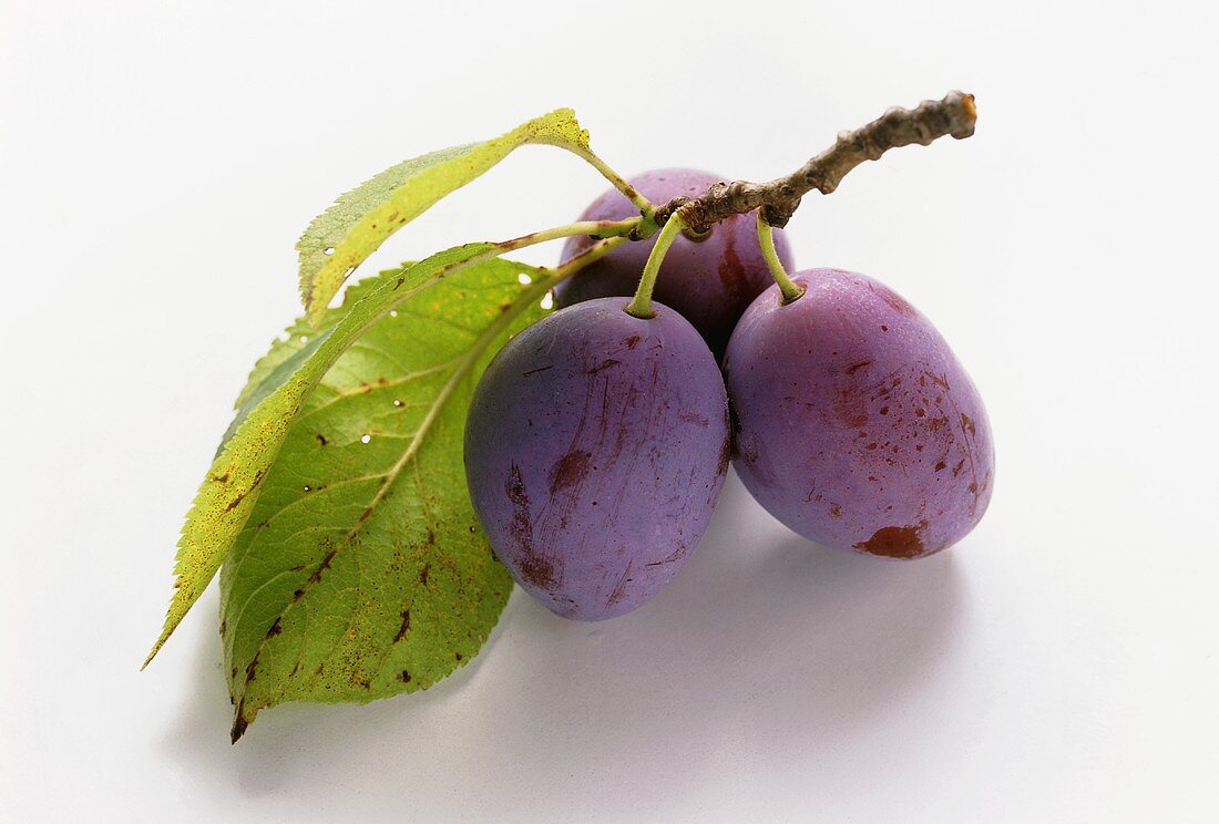 Two Plums with Branch and Leaves