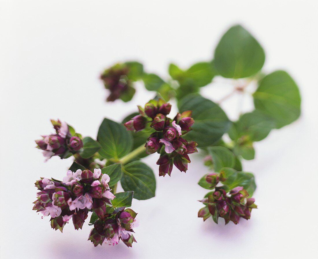 Oregano mit Blüten