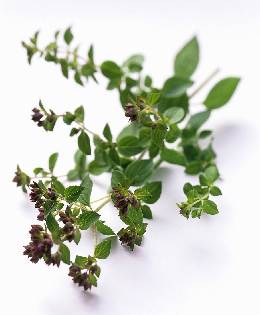 Oregano mit Blüten