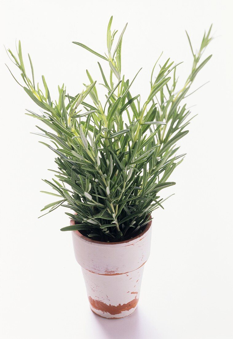 Fresh Rosemary in a Ceramic Pot