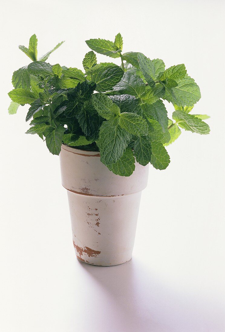 Fresh Mint Growing in a Ceramic Pot