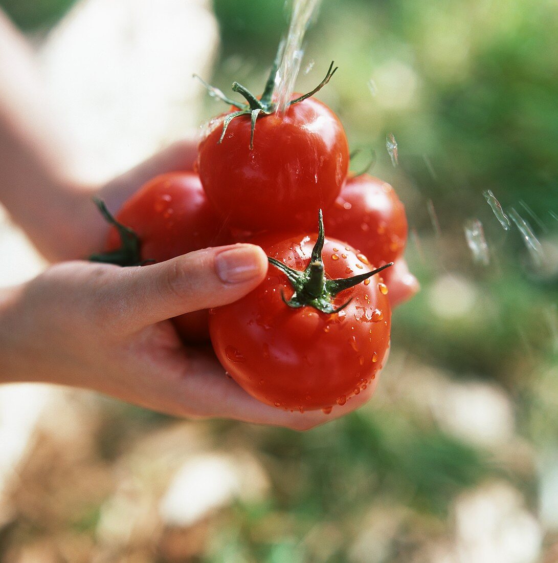 Tomaten werden unter Wasserstrahl im Garten gewaschen