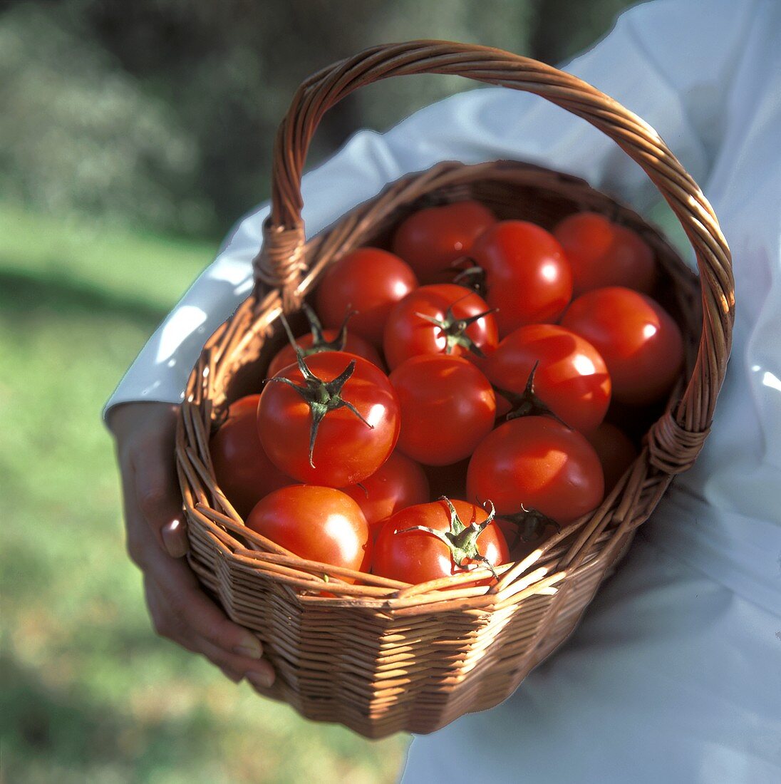 Hand hält Korb mit vielen Tomaten im Freien