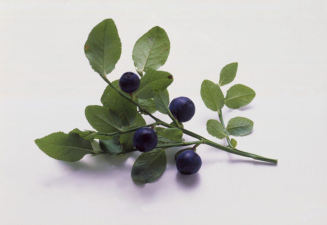 A Branch of Blueberries