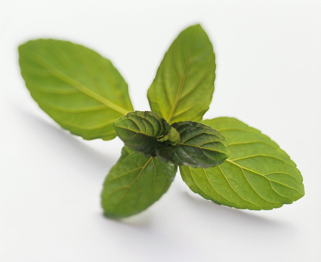 Close Up of Fresh Mint