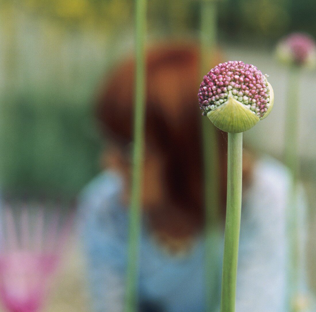 Blüte des Riesenlauch (Allium giganteum) im Garten