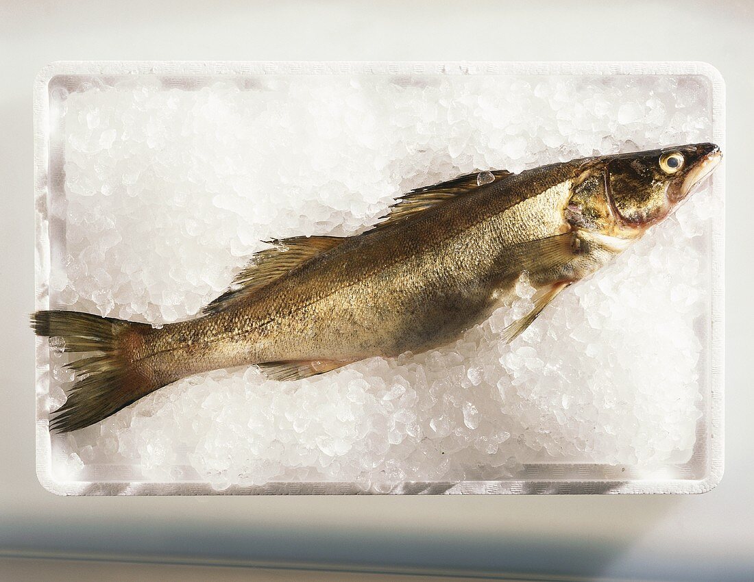 A pike-perch on ice