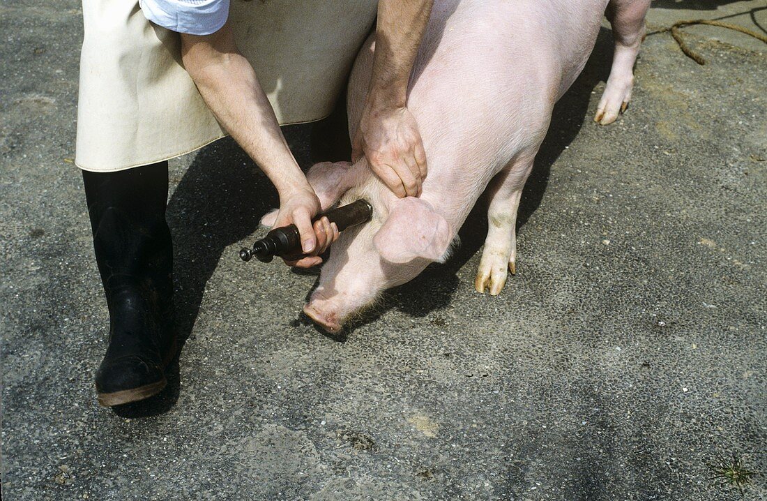 Butchering a pig: stunning a pig by shooting with bolt