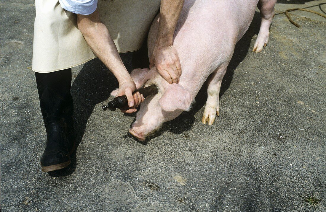 Schweineschlachtung: Schwein mit Bolzenschuss betäuben