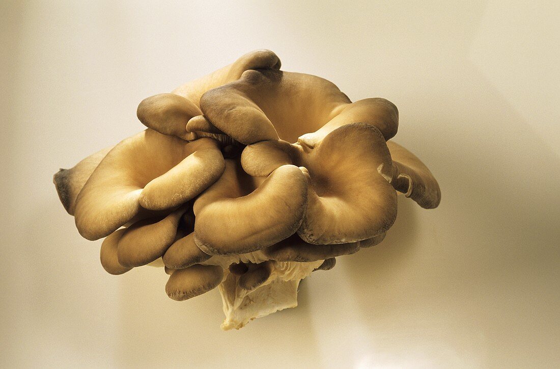 A heap of oyster mushrooms