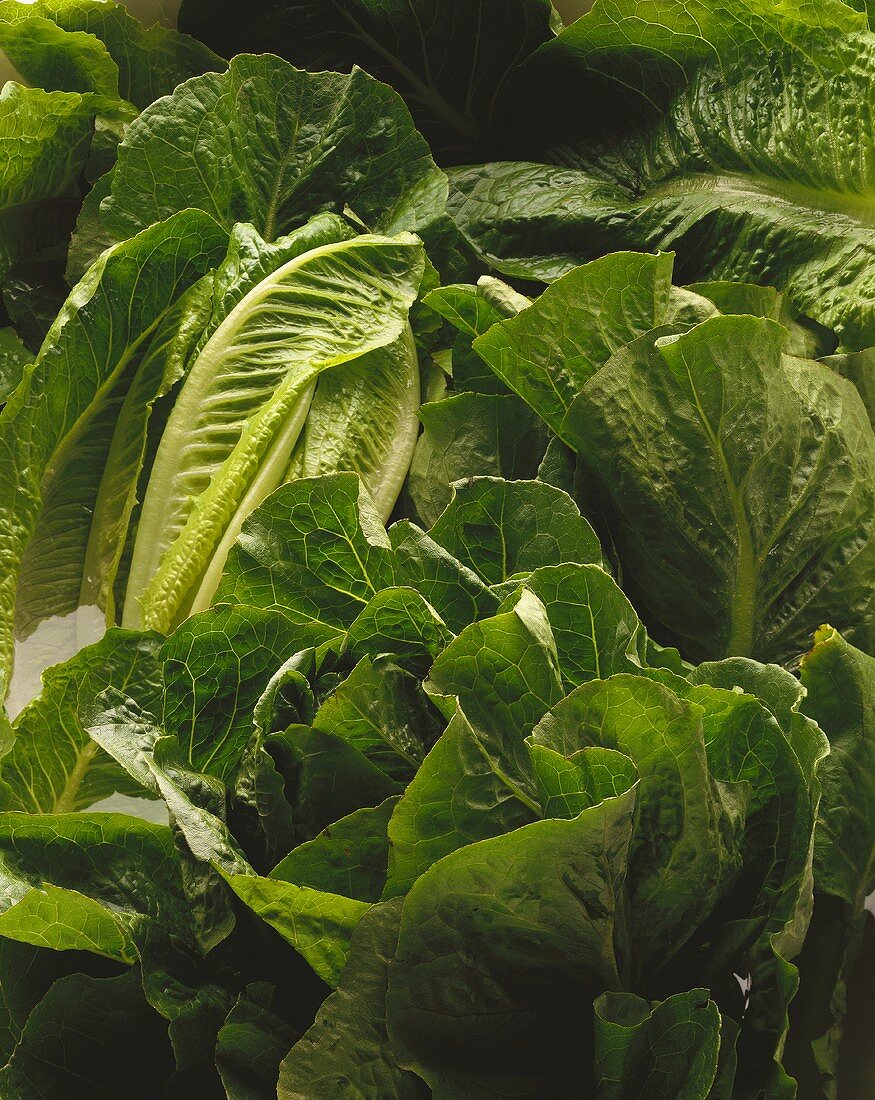 Romaine lettuce (close-up)