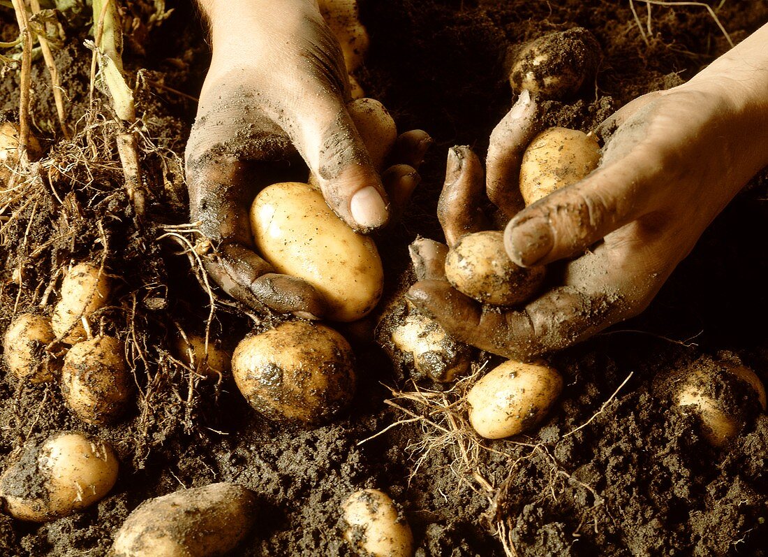 Hände halten frisch ausgegrabene Kartoffeln über Erde