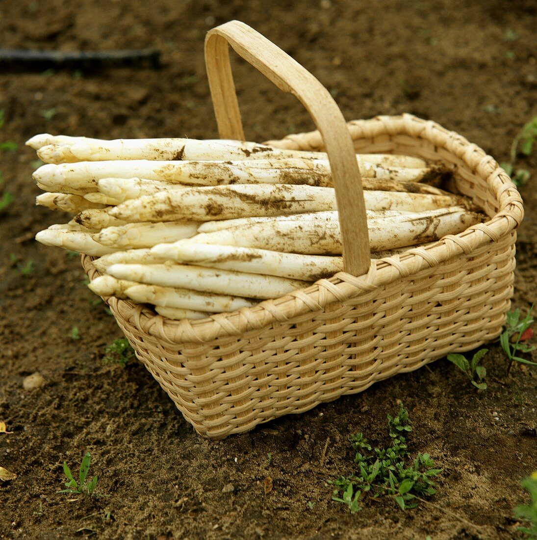 Korb mit frisch geerntetem weissen Spargel auf Feld