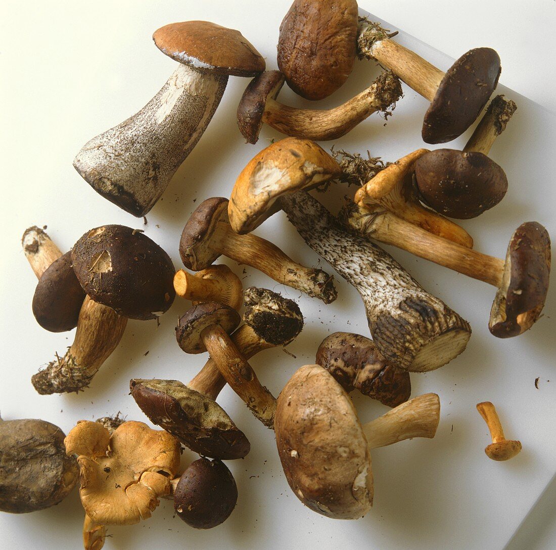 Various forest mushrooms on white background