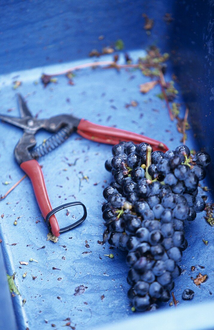 Rotweinlese: Trauben liegen in blauem Behälter neben Schere