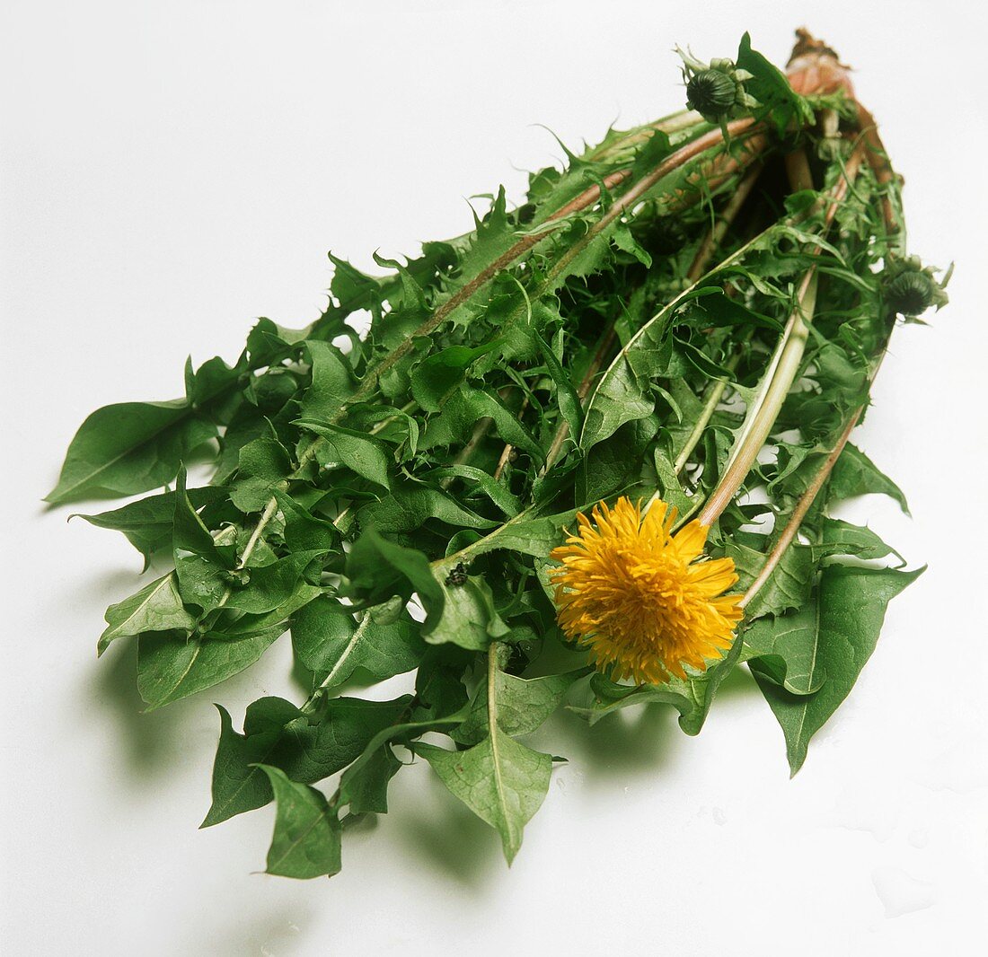 A bunch of dandelion leaves with flower