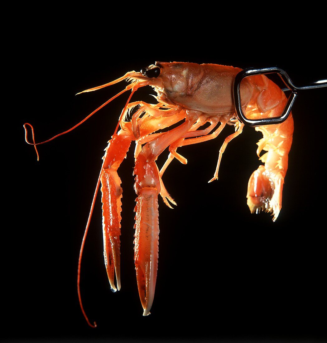 Langouste being lifted up with metal tongs