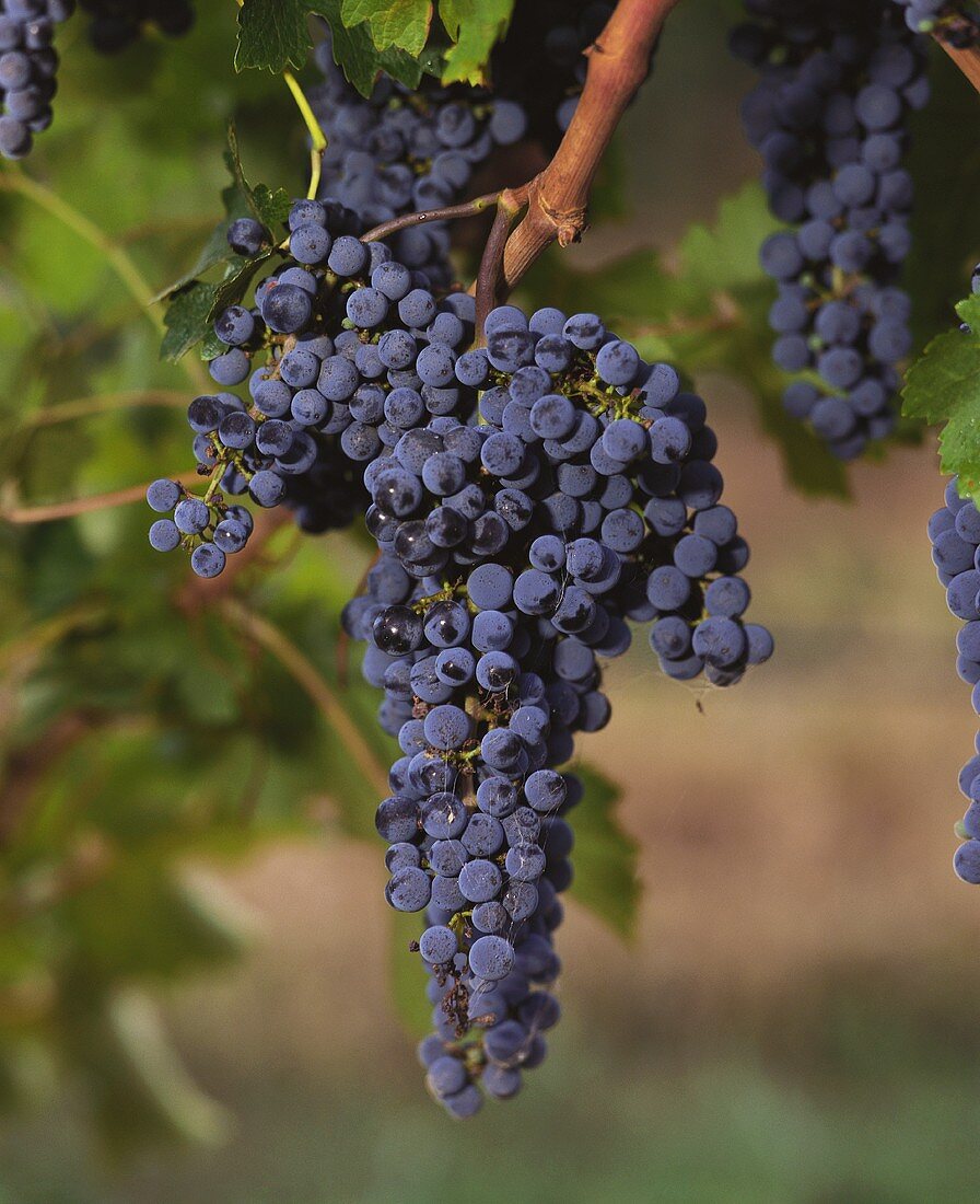Zinfandel grapes on the vine (California, Somona County)
