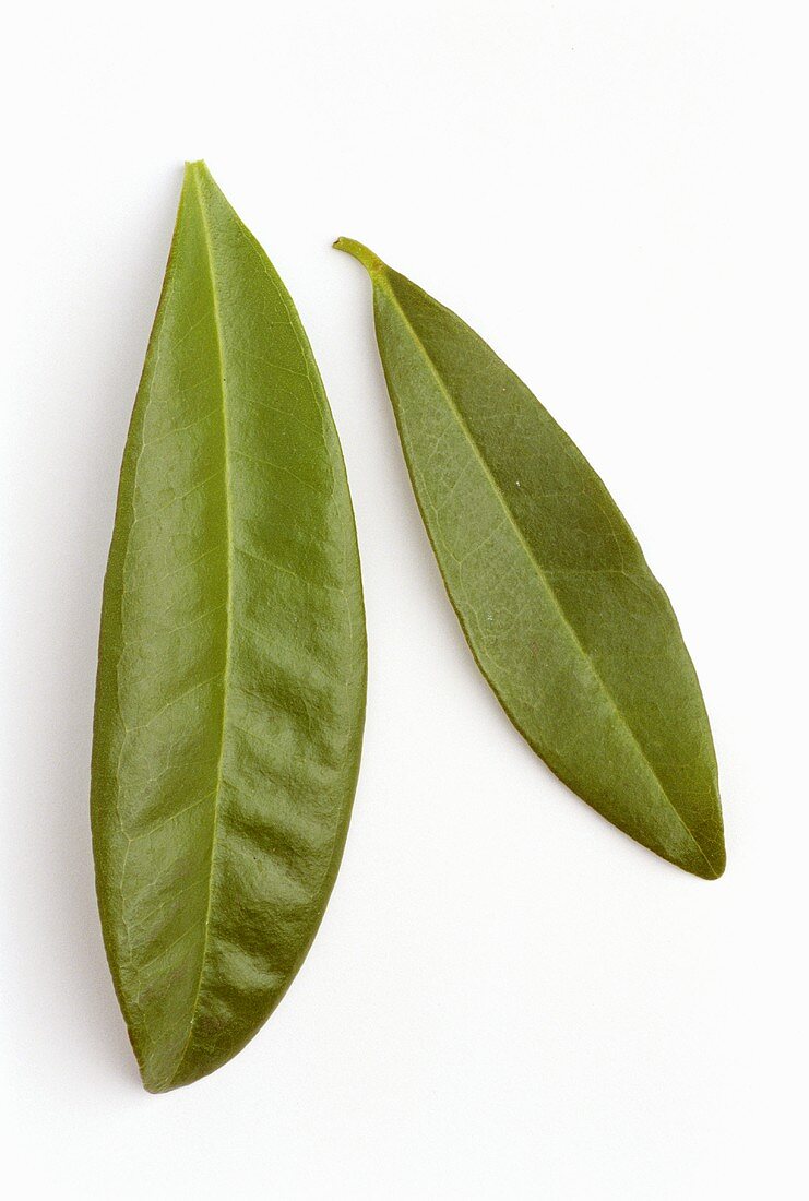 Zwei Blätter Piment (Pimenta dioica)