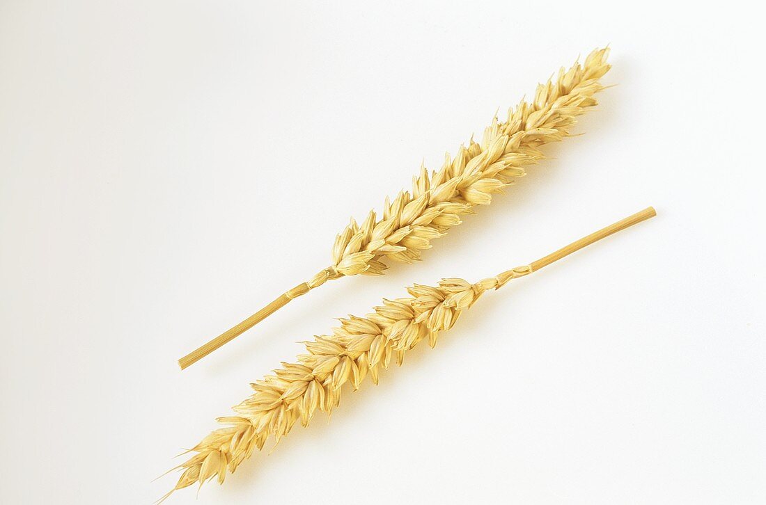 Two ears of wheat