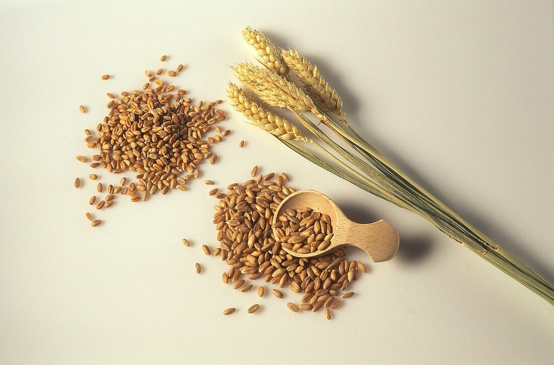 Ears and grains of wheat and small scoop