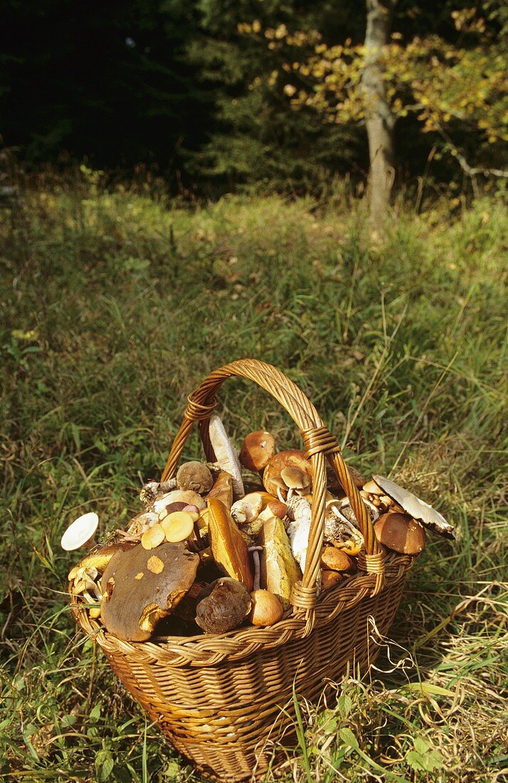 Verschiedene Pilze in einem Korb auf Waldwiese