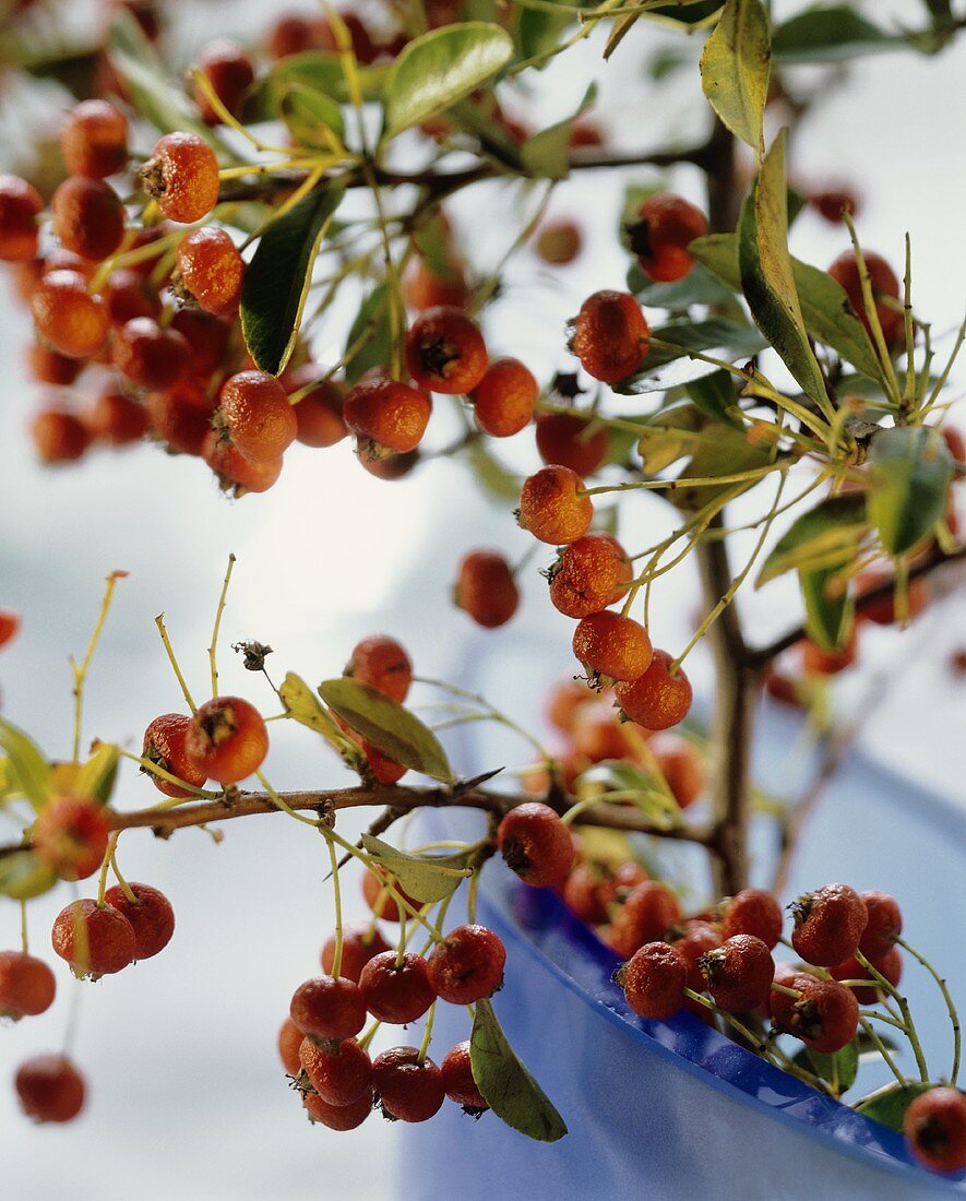 Buckthorn Berries on a Bush