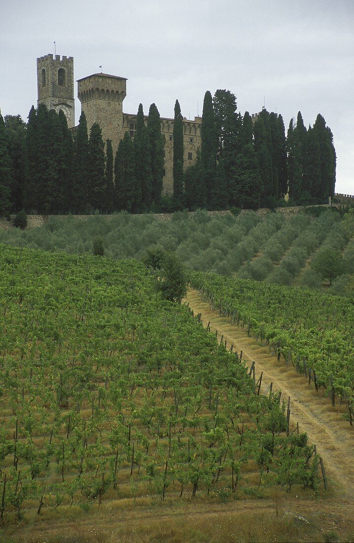 Road leading up to Badia a Passignano, Chianti Cl., Tuscany