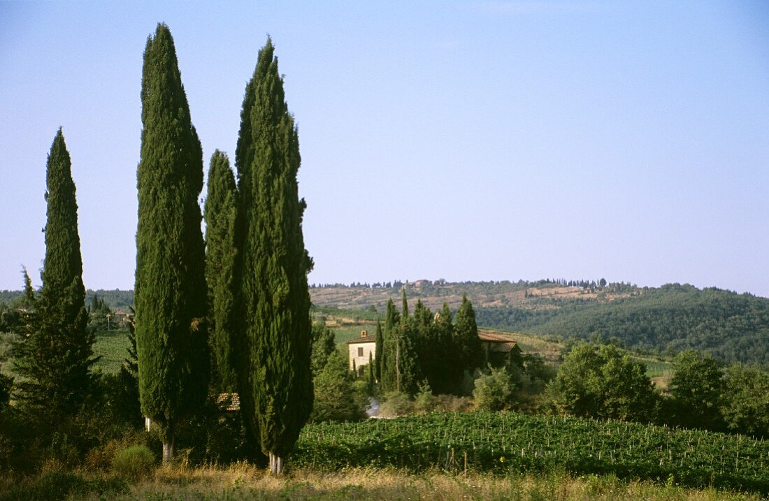 Cypresses at Chianti vineyard at Greve, Tuscany, Italy