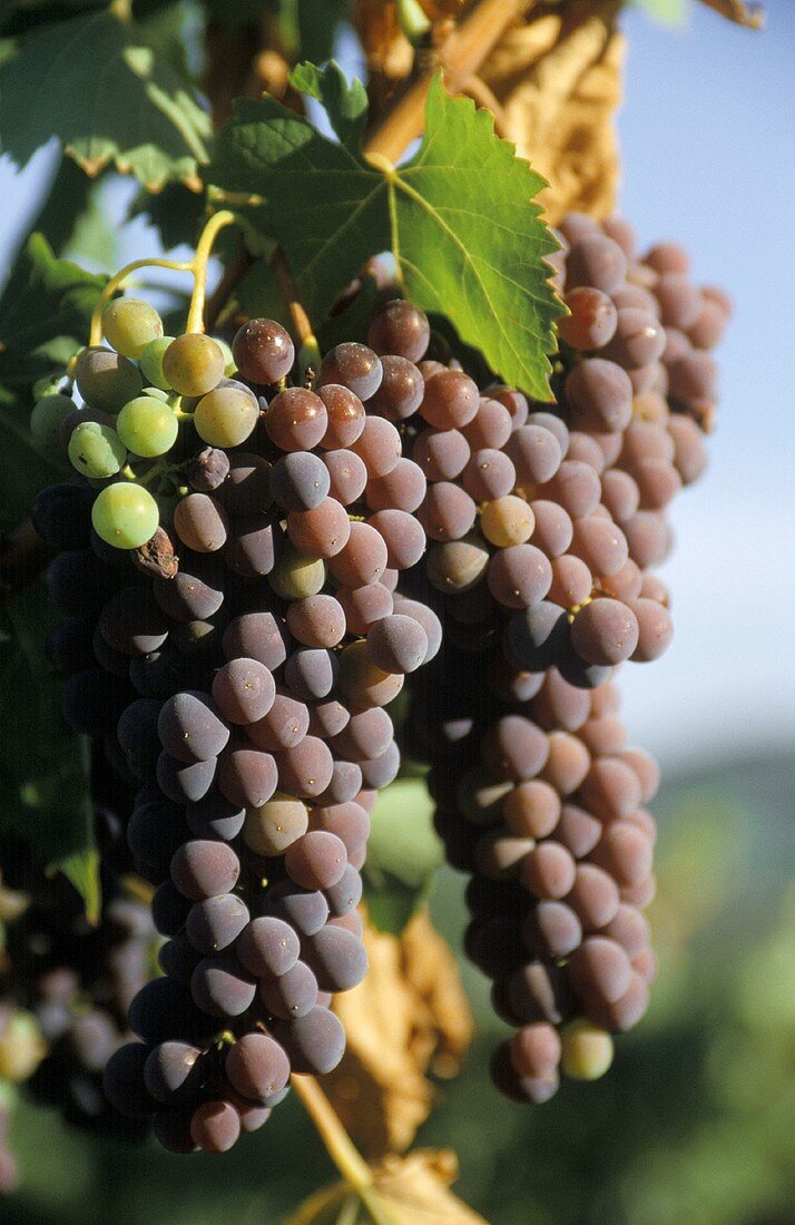 Sangiovese-Trauben liefern den Stoff für die Weine im Chianti